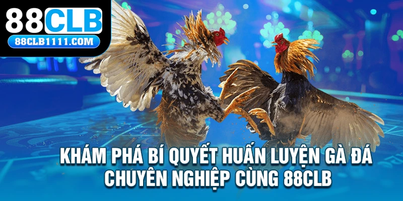 Khám Phá Bí Quyết Huấn Luyện Gà Đá Chuyên Nghiệp Cùng 88CLB